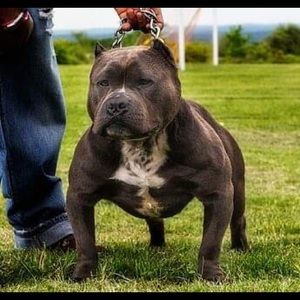 Meet your Posher, Peter